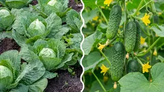  Čo sa stane, ak zasadíte kapustu vedľa uhoriek: je to chyba alebo správne rozhodnutie?