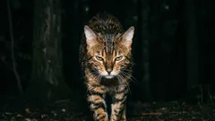 V žiadnom prípade si tieto mačky nepořizujte! Najzúrivejšie plemená mačiek