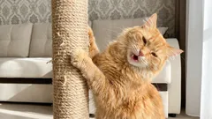 Ako odnaučiť mačku škrabať pohovku bez trestania: jednoduchý 7-krokový plán.