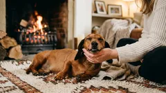Prečo majú psy rady, keď ich hladkáte – toto práve prežíva váš maznáčik