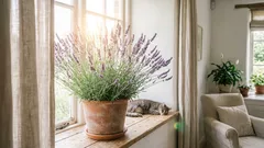 Izbaové rastliny, ktoré pomáhajú bojovať so stresom