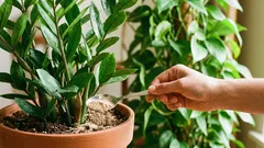 Ako pridať hnojivo do kvetináča bez poškodenia koreňov: 3 kroky a bezpečné dávkovanie.