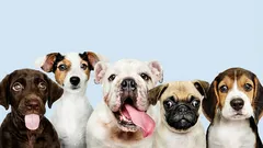 7 plemien, ktoré sa ľudia snažia nechovať: čím sú zlé