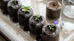 Tablety alebo rašelina: čo je lepšie pre sadenice, aby ste sa nemuseli trápiť s pôdou